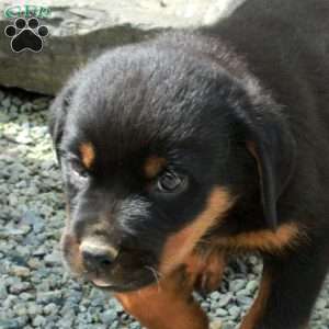 Kipper, Rottweiler Puppy