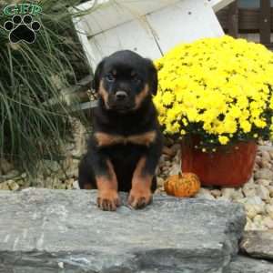 Kipper, Rottweiler Puppy