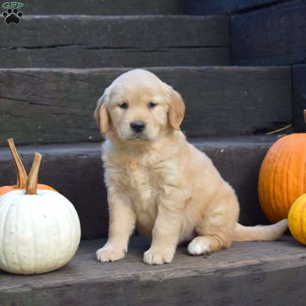 Kira, Golden Retriever Puppy