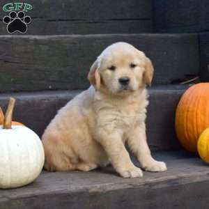 Kira, Golden Retriever Puppy