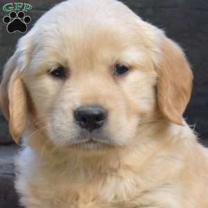 Kira, Golden Retriever Puppy