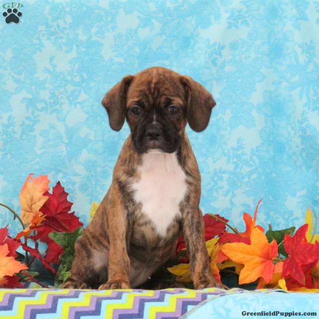Mixed breed