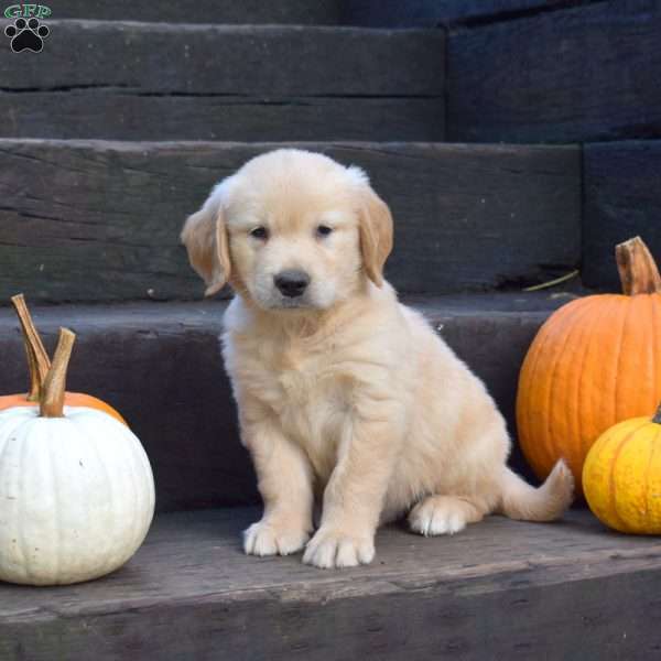 Kodiak, Golden Retriever Puppy