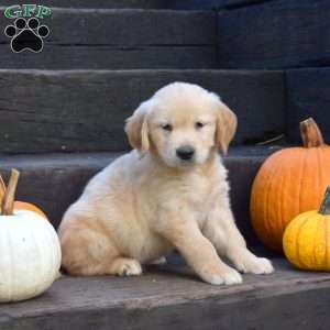 Kodiak, Golden Retriever Puppy