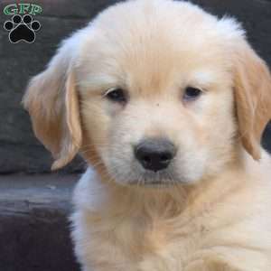 Kodiak, Golden Retriever Puppy