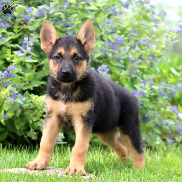 Kody, German Shepherd Puppy
