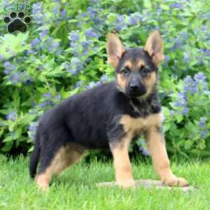 Kody, German Shepherd Puppy