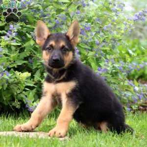Kody, German Shepherd Puppy