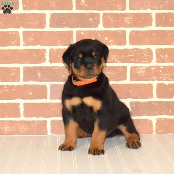 Kolby, Rottweiler Puppy