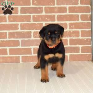 Kolby, Rottweiler Puppy