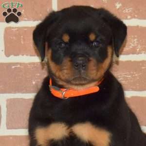 Kolby, Rottweiler Puppy