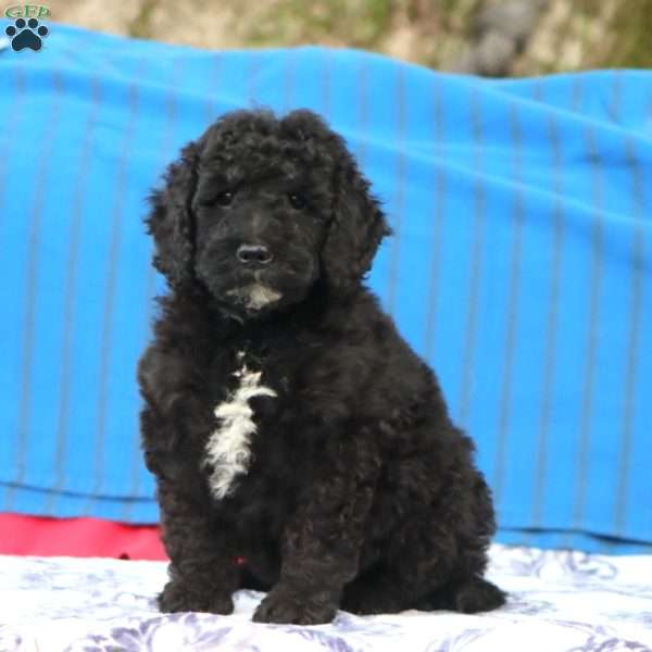 Kolby, Mini Goldendoodle Puppy