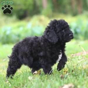 Kolby, Mini Goldendoodle Puppy