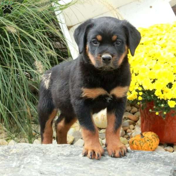 Kolton, Rottweiler Puppy