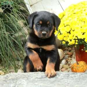 Kolton, Rottweiler Puppy
