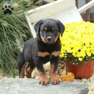 Kolton, Rottweiler Puppy
