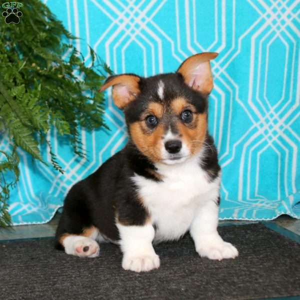 Kolton, Pembroke Welsh Corgi Puppy