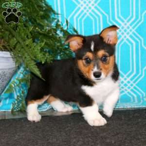 Kolton, Pembroke Welsh Corgi Puppy