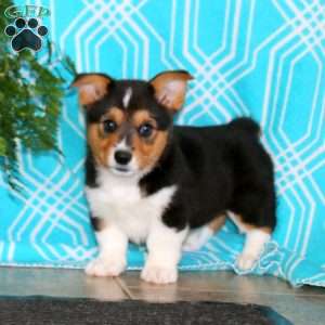 Kolton, Pembroke Welsh Corgi Puppy