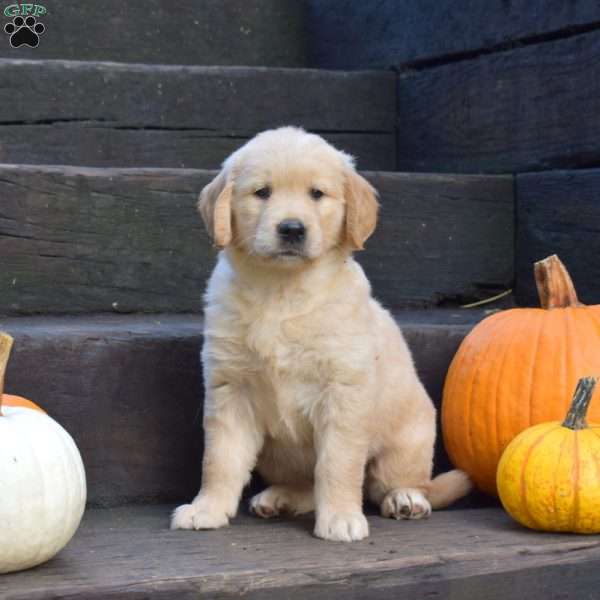Kona, Golden Retriever Puppy