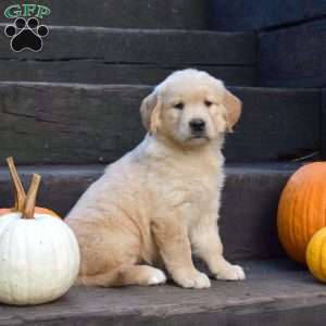 Kona, Golden Retriever Puppy