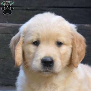 Kona, Golden Retriever Puppy