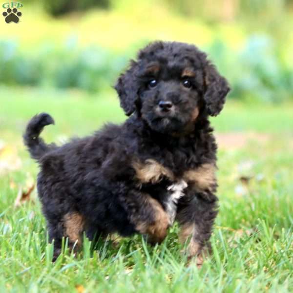 Kona, Mini Goldendoodle Puppy
