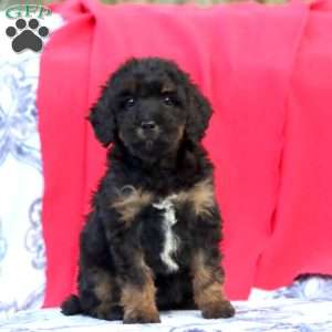 Kona, Mini Goldendoodle Puppy
