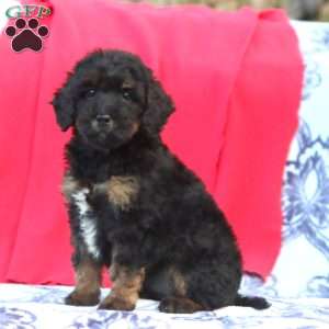 Kona, Mini Goldendoodle Puppy