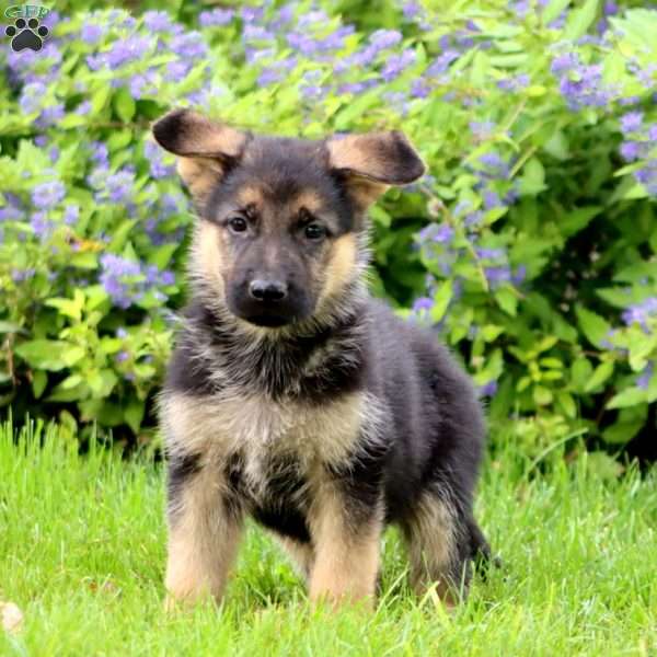 Kori, German Shepherd Puppy