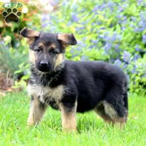 Kori, German Shepherd Puppy