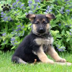 Kori, German Shepherd Puppy