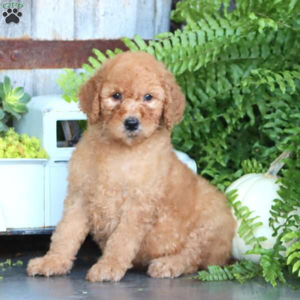 Krissy, Goldendoodle Puppy