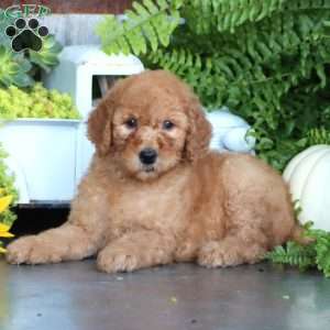 Krissy, Goldendoodle Puppy