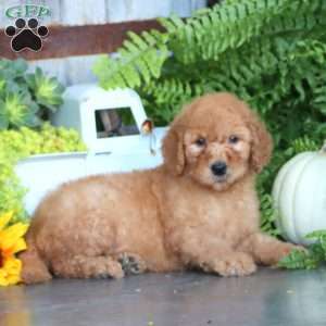 Krissy, Goldendoodle Puppy