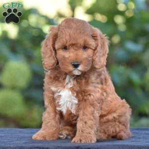 Kyle, Cavapoo Puppy