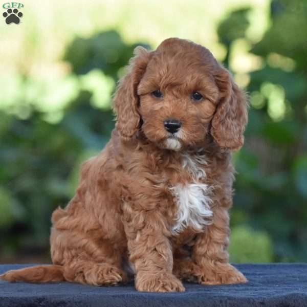 Kyle, Cavapoo Puppy