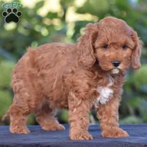 Kyle, Cavapoo Puppy