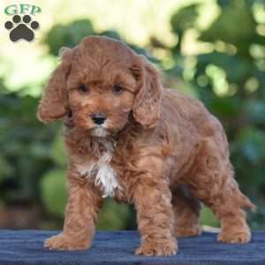 Kyle, Cavapoo Puppy