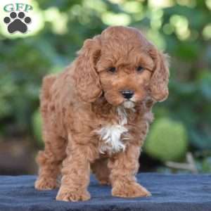Kyle, Cavapoo Puppy