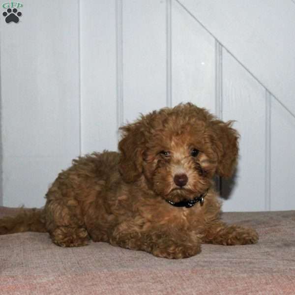 Kyle, Cavapoo Puppy