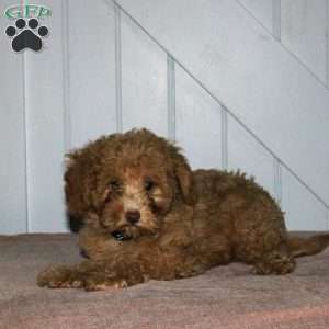 Kyle, Cavapoo Puppy