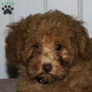 Kyle, Cavapoo Puppy