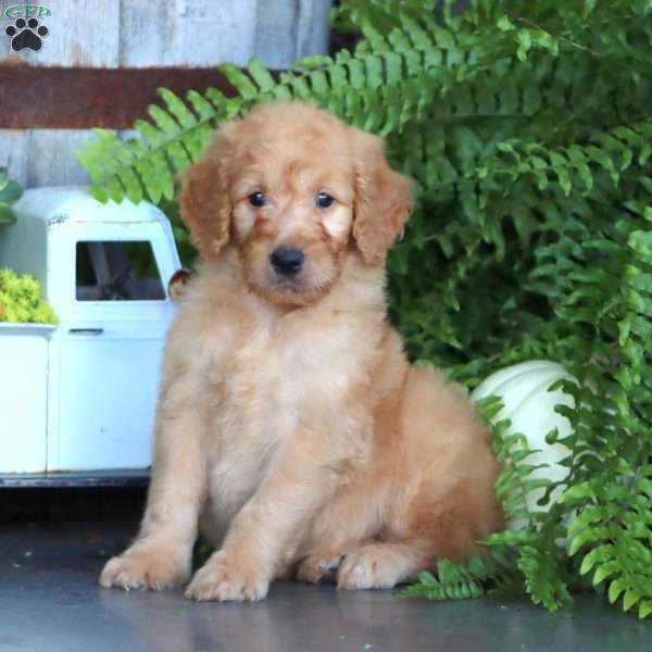 Kyle, Goldendoodle Puppy