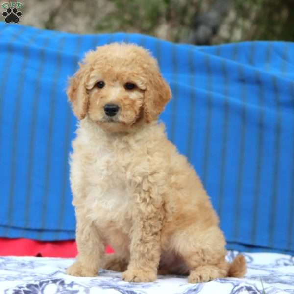 Kyle, Mini Goldendoodle Puppy