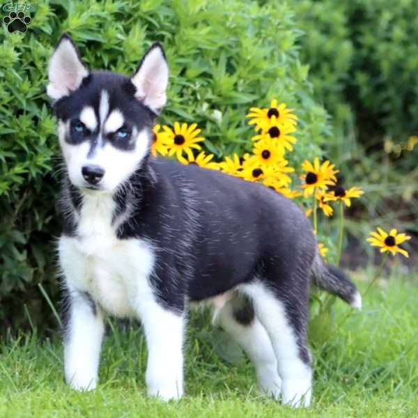 Kyle, Siberian Husky Puppy