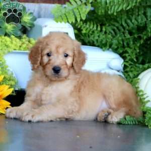 Kyle, Goldendoodle Puppy
