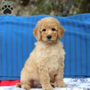 Kyle, Mini Goldendoodle Puppy