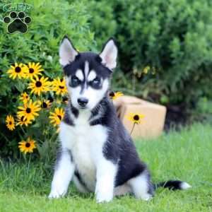 Kyle, Siberian Husky Puppy