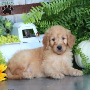 Kyle, Goldendoodle Puppy